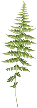 Fern with clear background